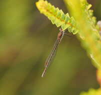 Imagem de Austrolestes psyche (Hagen ex Selys 1862)