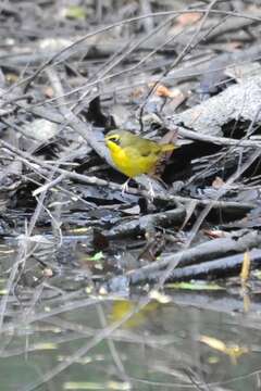 Image of Kentucky Warbler