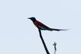 Image of Northern Carmine Bee-eater