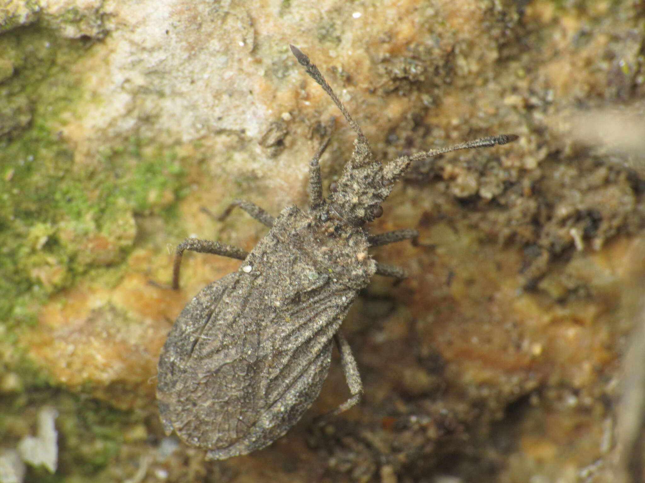 Plancia ëd Arenocoris waltlii (Herrich-Schäffer 1835)