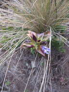 Image de Gentiana spathacea Kunth