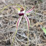 Imagem de Caladenia cala Hopper & A. P. Br.