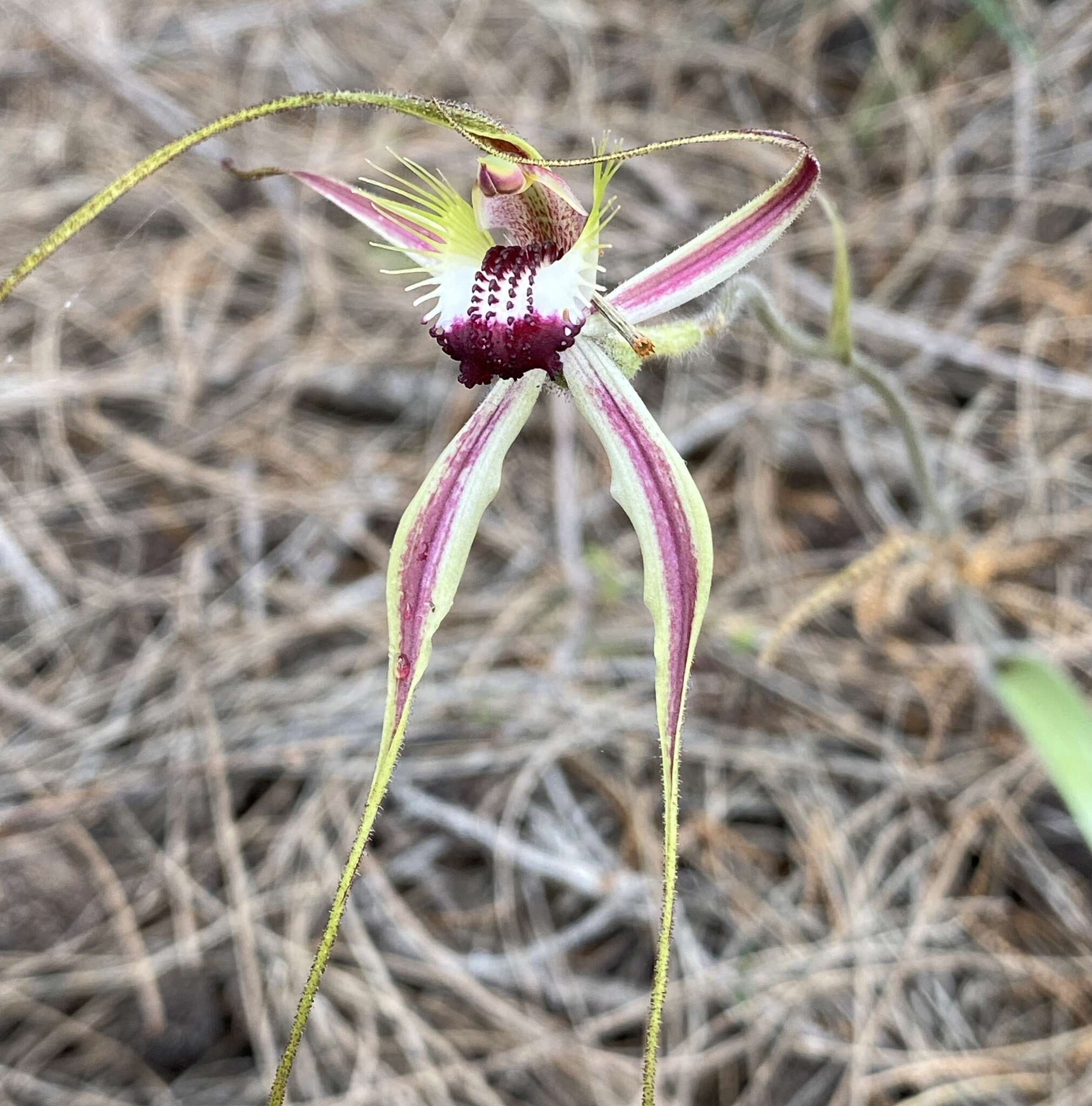 Image of Caladenia cala Hopper & A. P. Br.