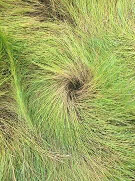 Image of saltmeadow cordgrass