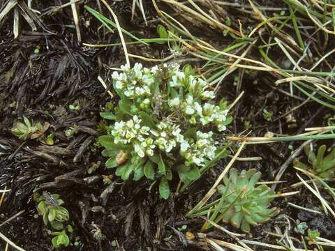 Image of Mono draba