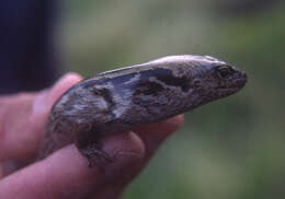 Image of MacGregor's New Zealand Skink