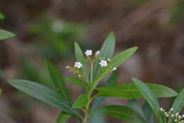 Image of Rauvolfia semperflorens Schltr.