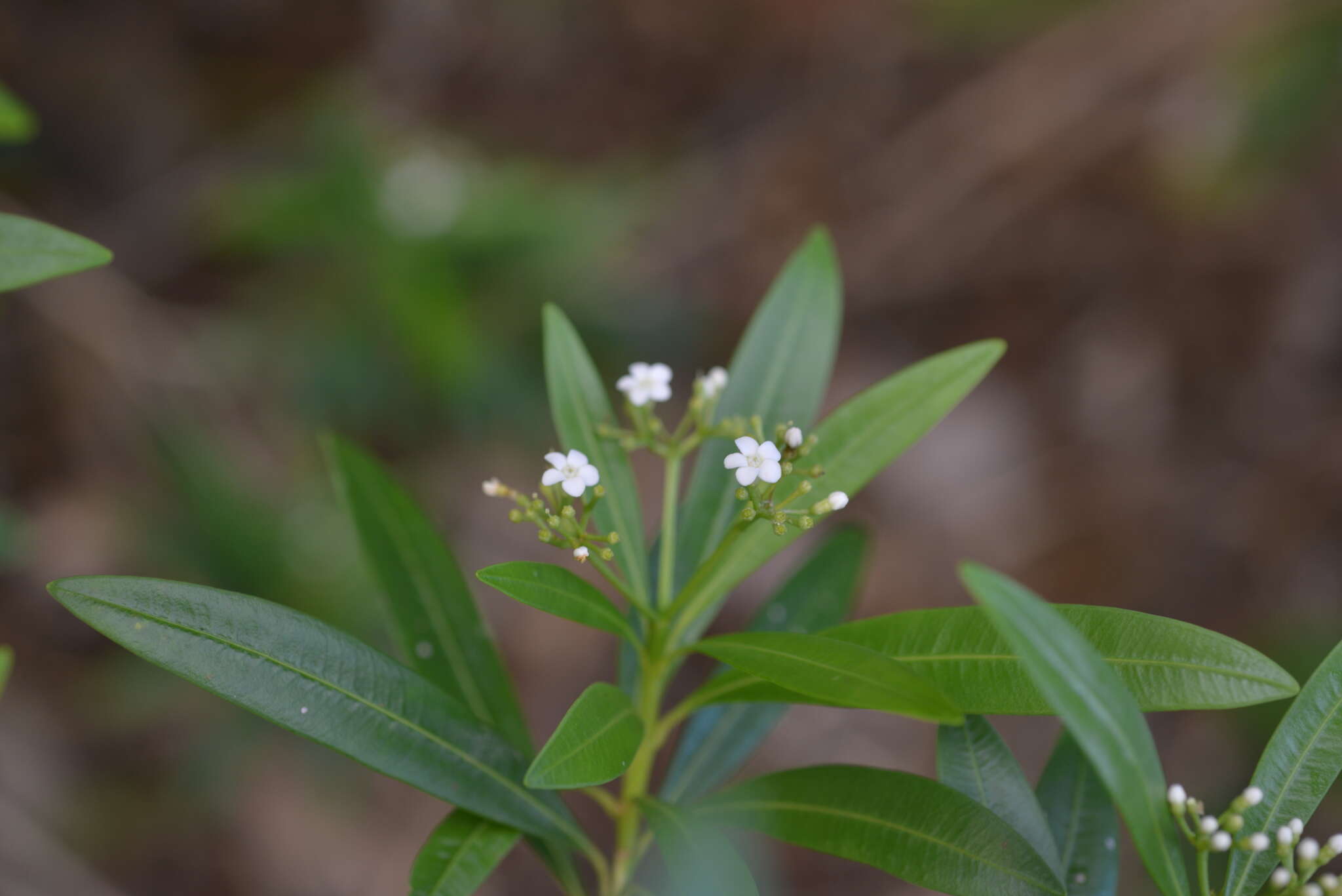 Image of Rauvolfia semperflorens Schltr.