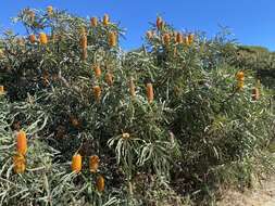 Image of Banksia prionotes Lindl.