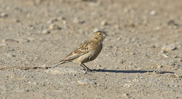 Image of Chestnut-collared Longspur