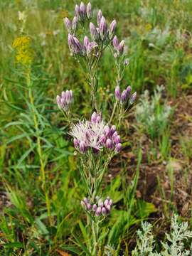 Image of Jurinea multiflora (L.) B. Fedtsch.