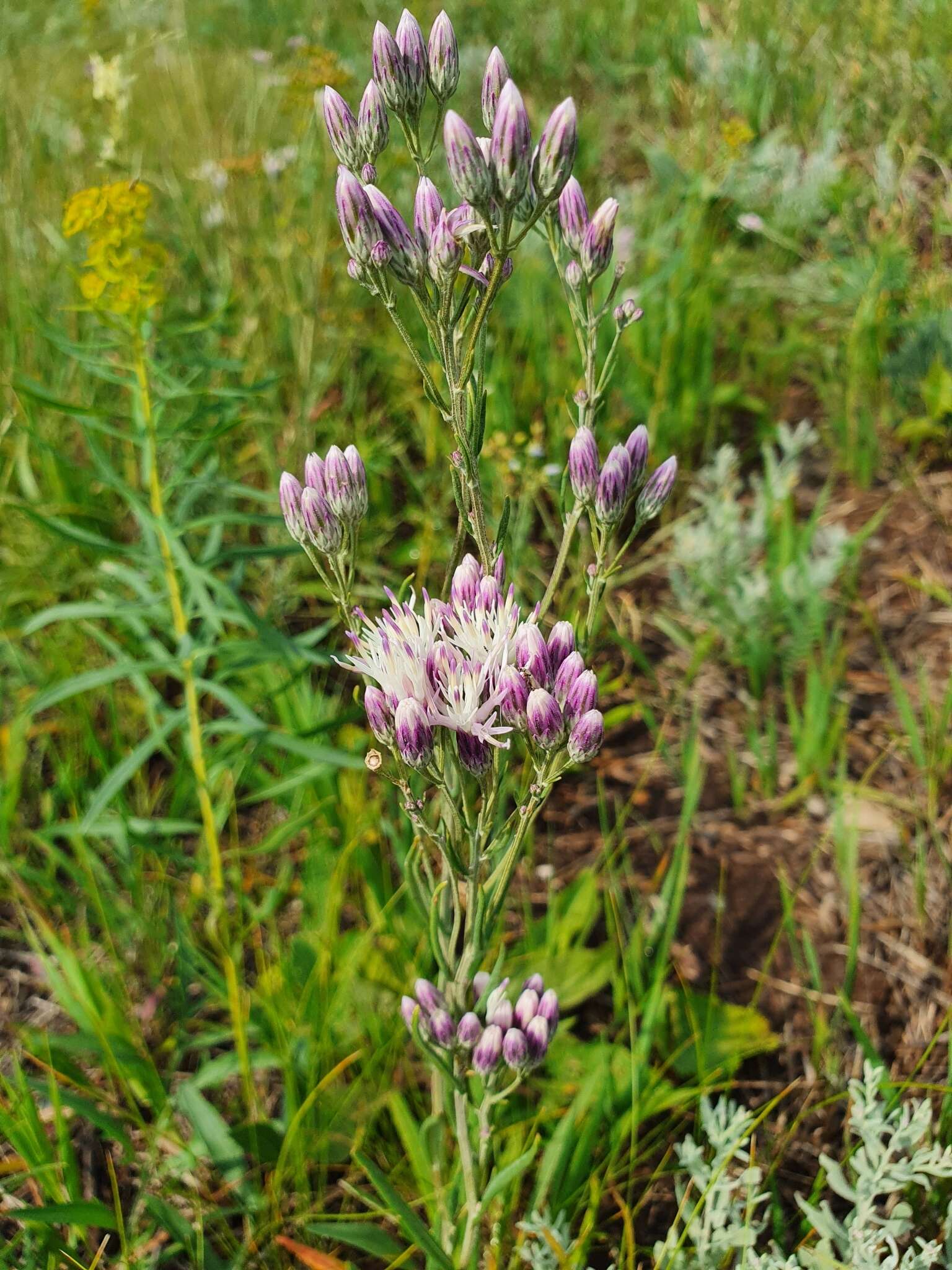 Image of Jurinea multiflora (L.) B. Fedtsch.