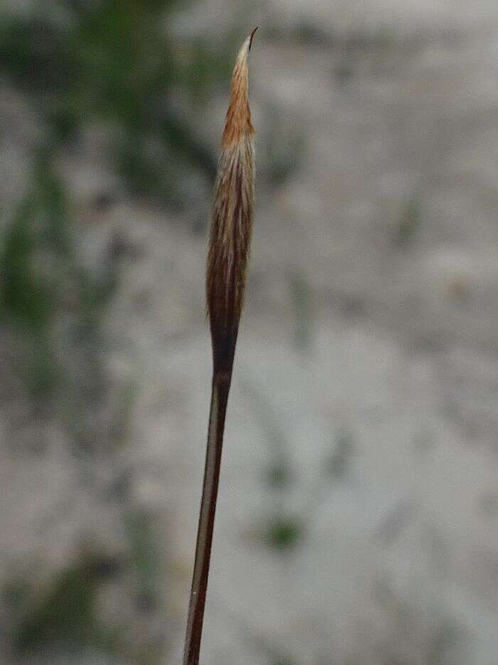 Image of Austrostipa pubinodis (Trin. & Rupr.) S. W. L. Jacobs & J. Everett