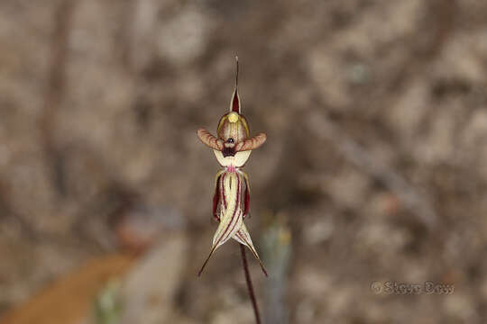 Image of Short-sepalled spider orchid