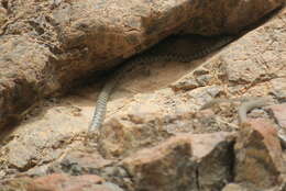 Image of Braid Snake