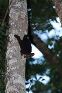 Image of Philippine Flying Lemurs