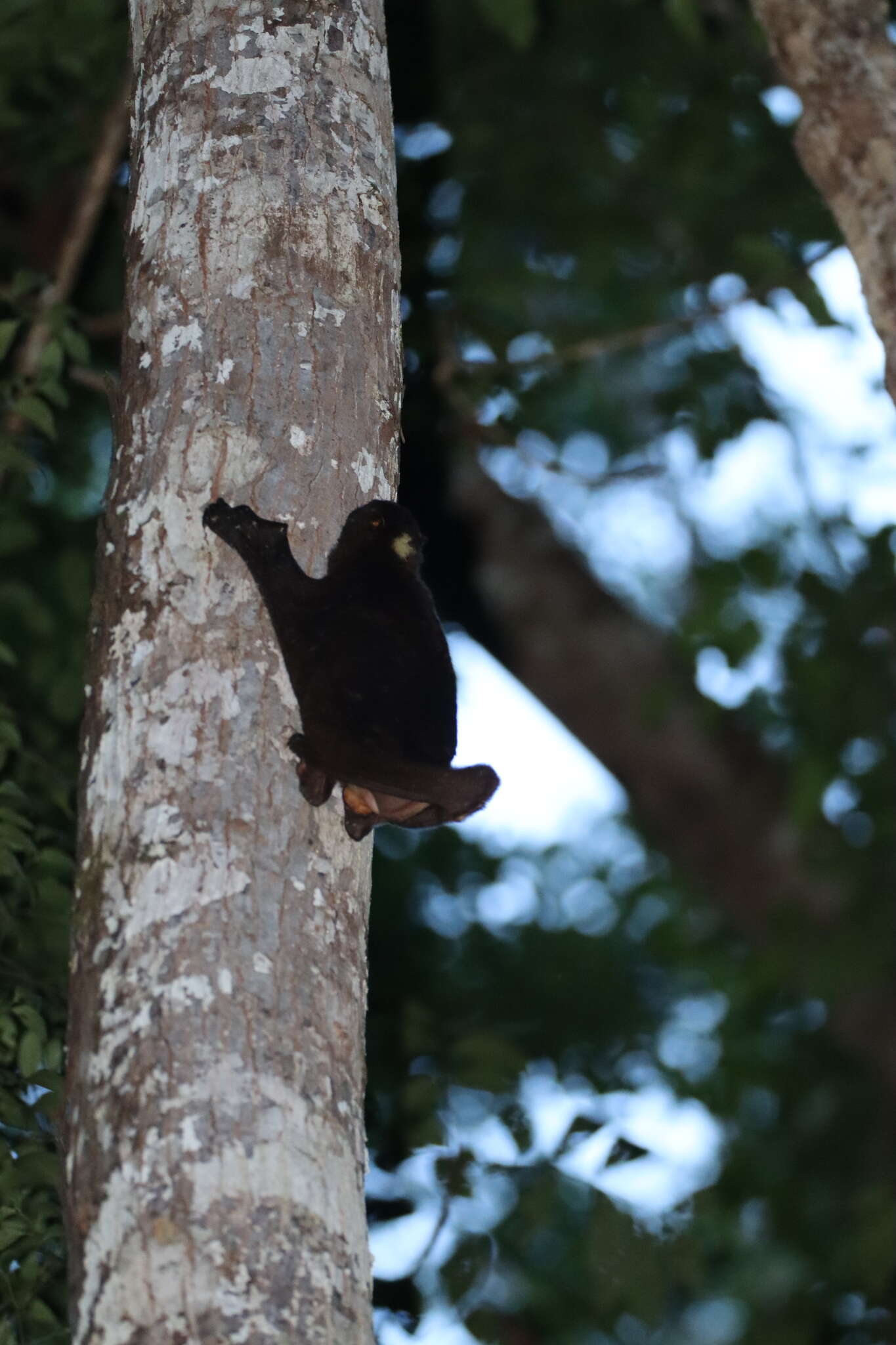 Image of Philippine Flying Lemurs