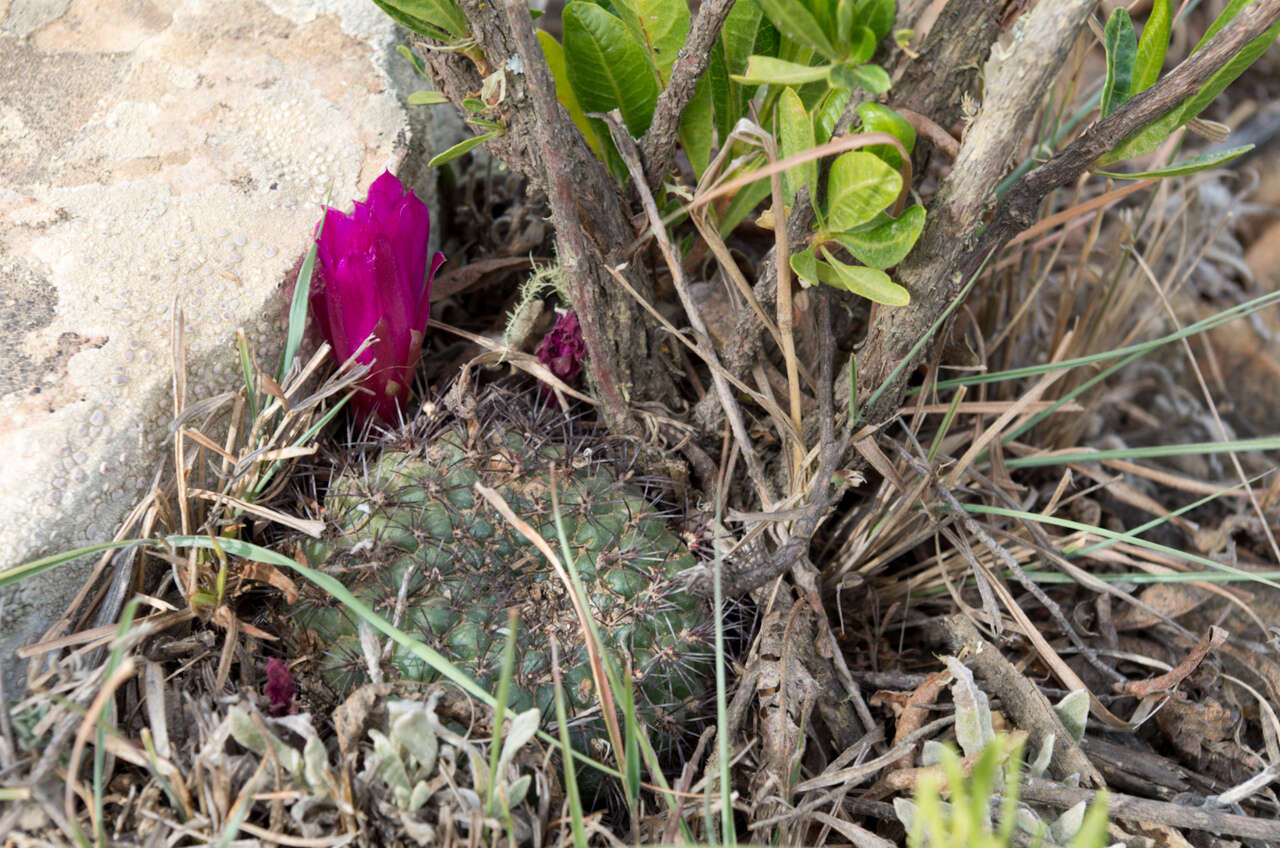 Image of Rebutia mentosa (F. Ritter) Donald