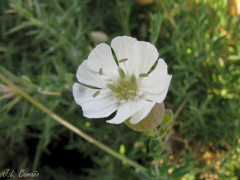 Image of Silene uniflora subsp. uniflora