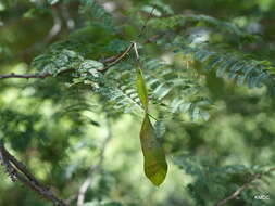 Image of Senegalia sakalava (Drake) Boatwr.