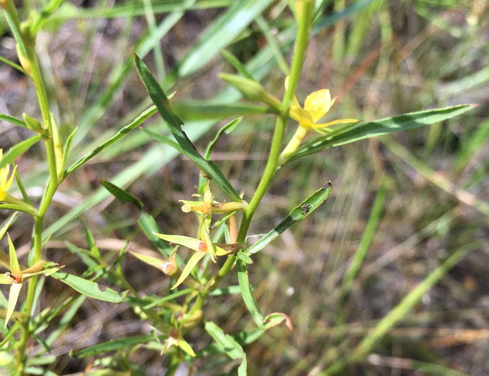 Imagem de Ludwigia linifolia Poir.