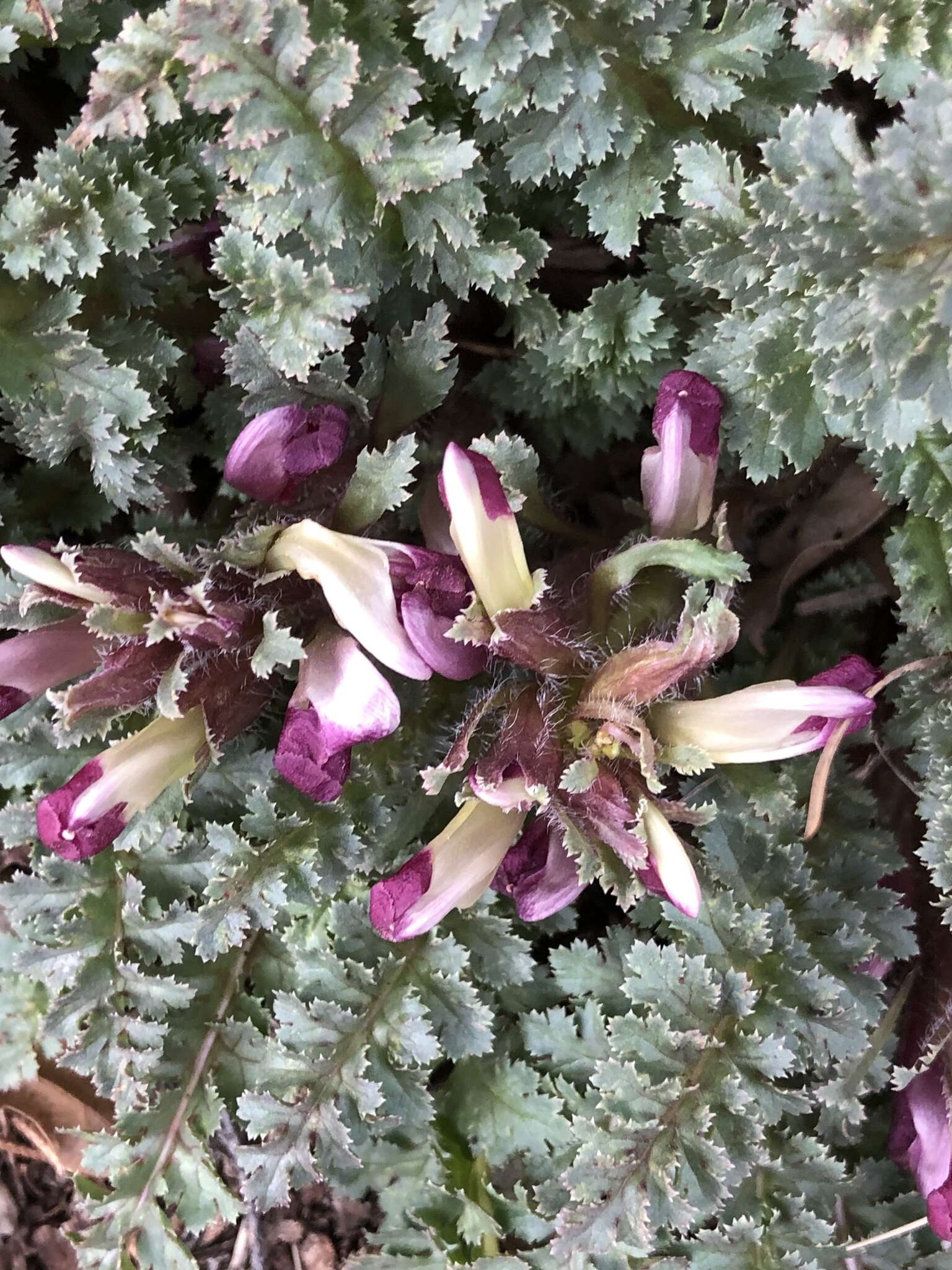 Image of dwarf lousewort