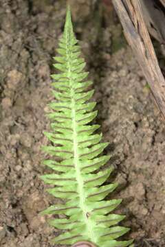 Слика од Blechnum appendiculatum Willd.