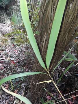 Image of arrow bamboo