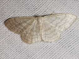 Imagem de Idaea subsericeata Haworth 1809