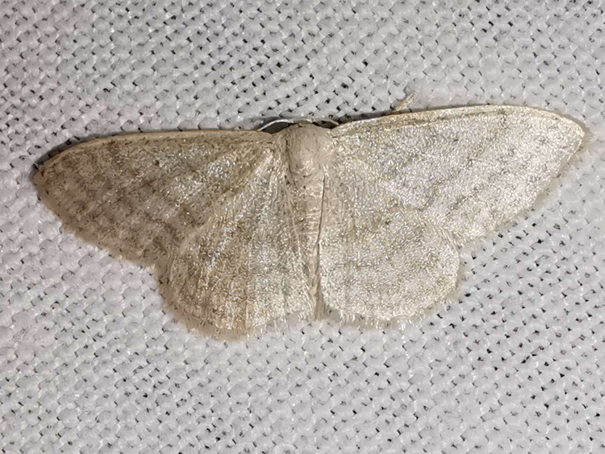 صورة Idaea subsericeata Haworth 1809