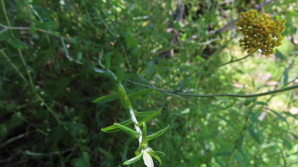 Image of Nidorella auriculata DC.