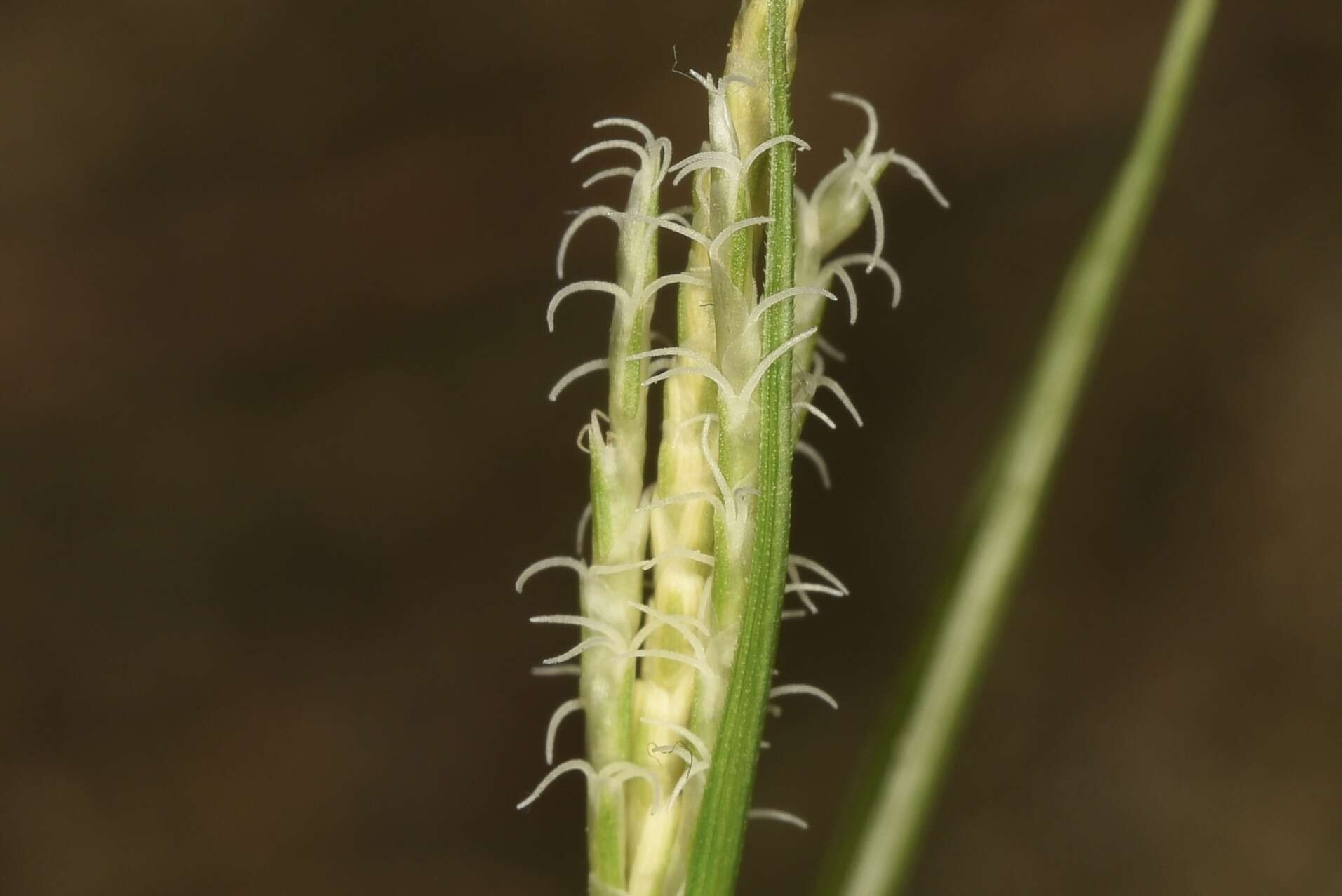 Image of Carex tristachya Thunb.