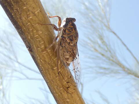 Image of Cicada barbara (Stal 1866)