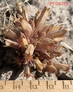 Image of flat-top broomrape