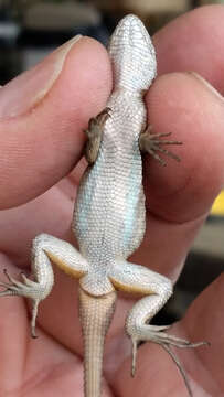 Image of Sceloporus occidentalis longipes Baird 1858