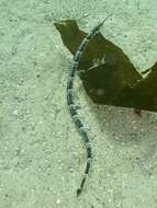 Image of Common Pipefish