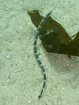 Image of Common Pipefish