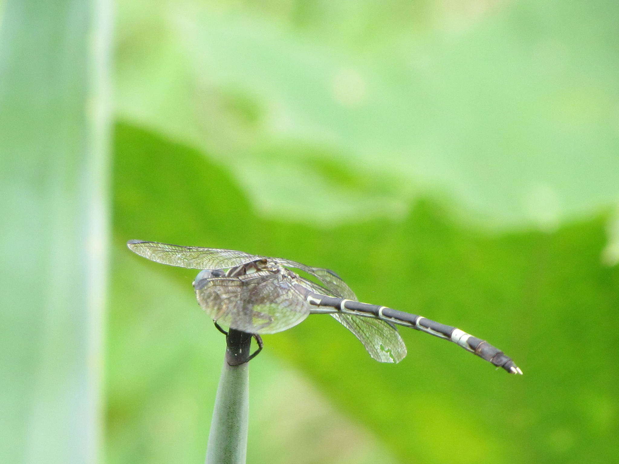 Sivun Progomphus clendoni Calvert 1905 kuva