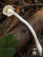 Image of Lepiota sequoiarum Murrill 1912