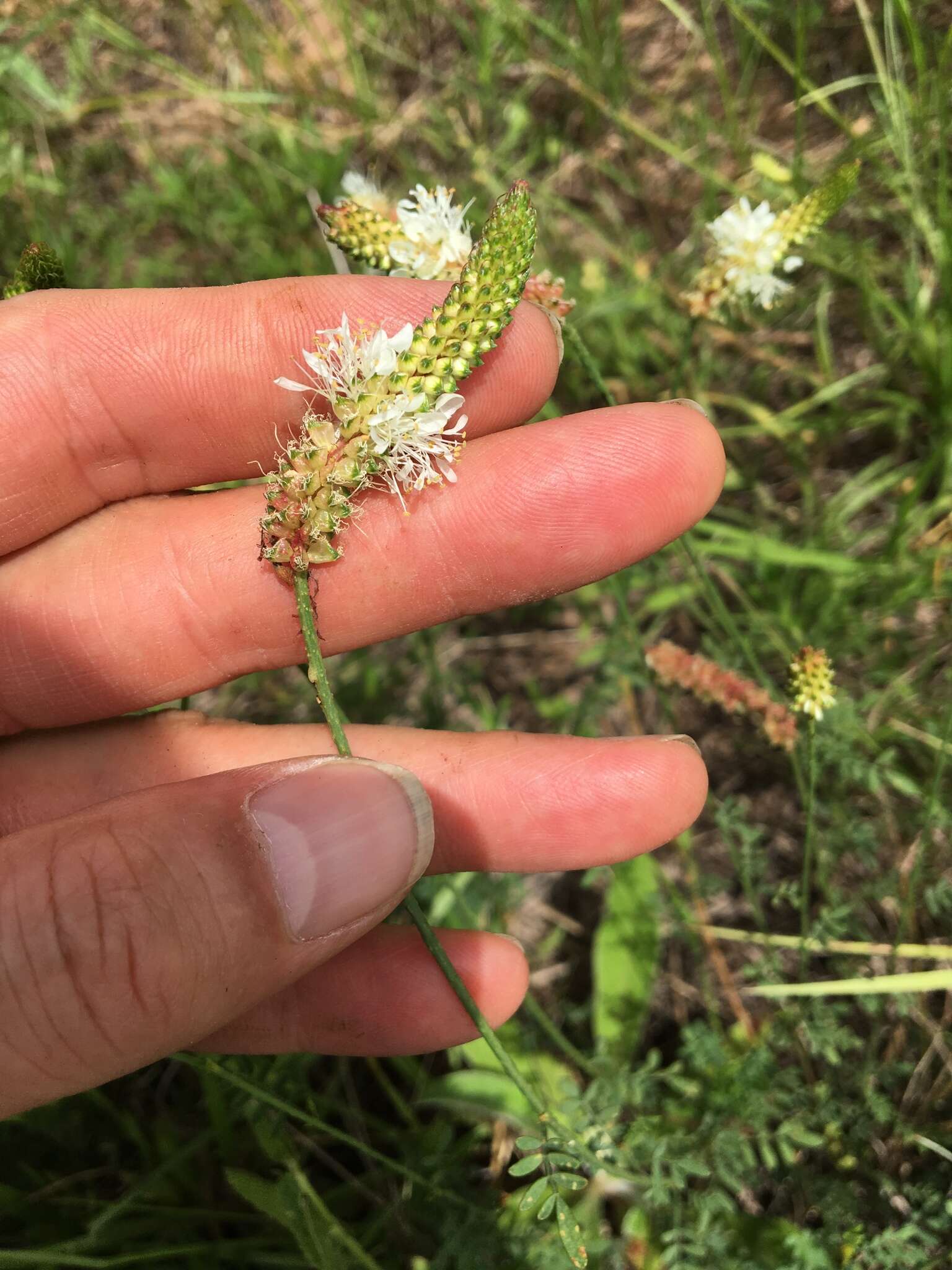 Imagem de Dalea candida var. candida