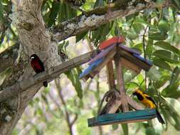 Image of Orange-crowned Oriole