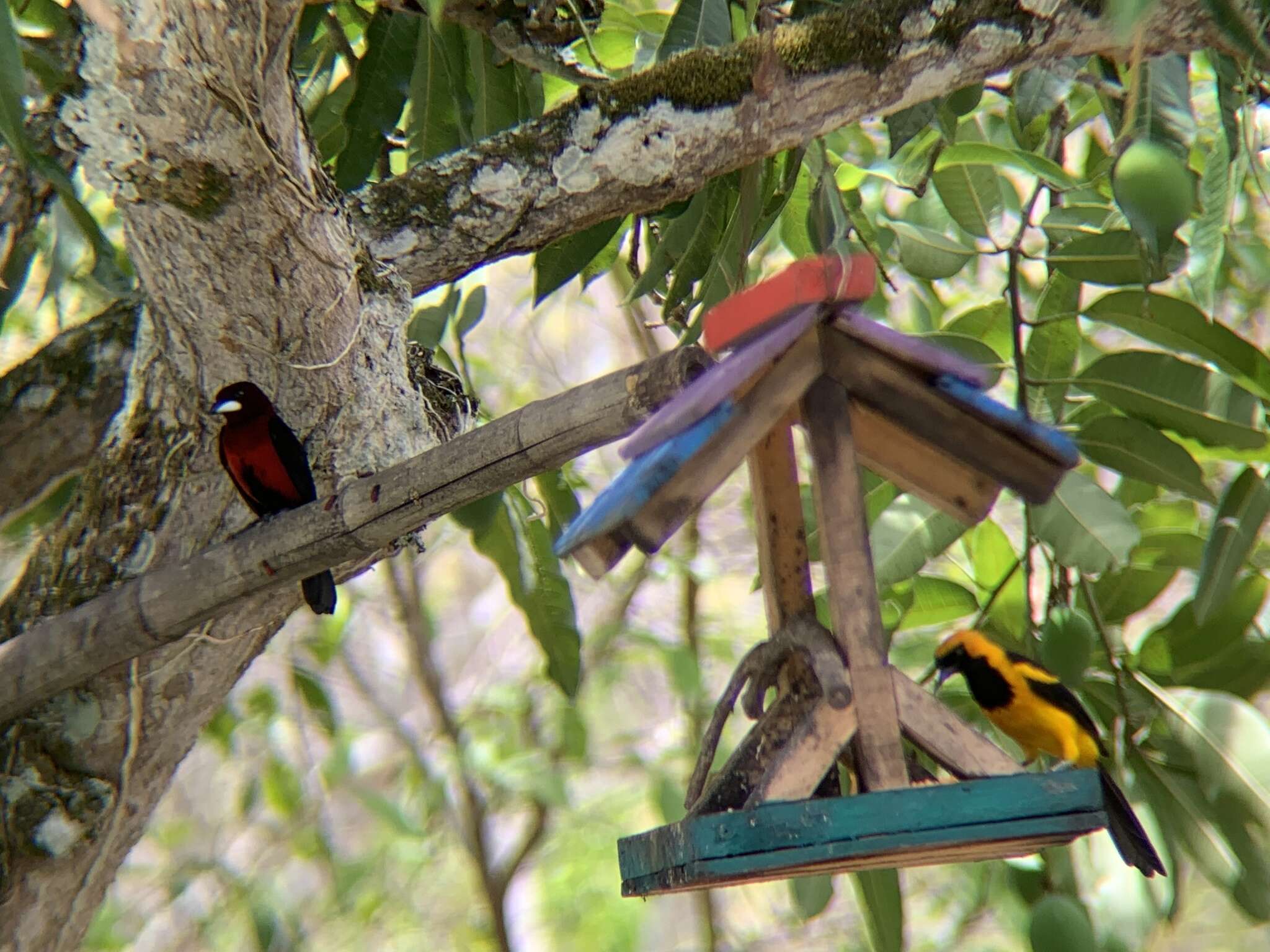 Icterus auricapillus Cassin 1848 resmi