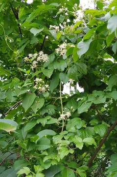 Imagem de Clematis grata Wall.