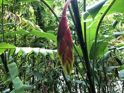 Image of false bird of paradise