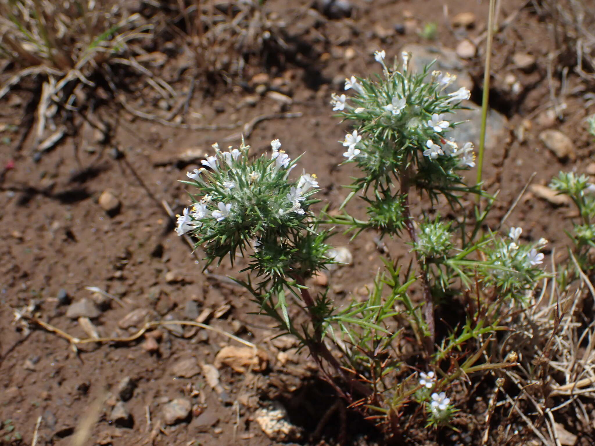 Image de Navarretia intertexta subsp. intertexta