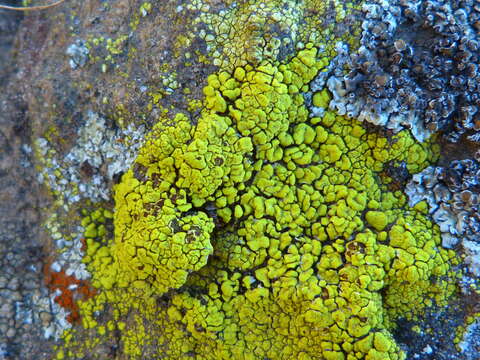 Image of cracked lichen