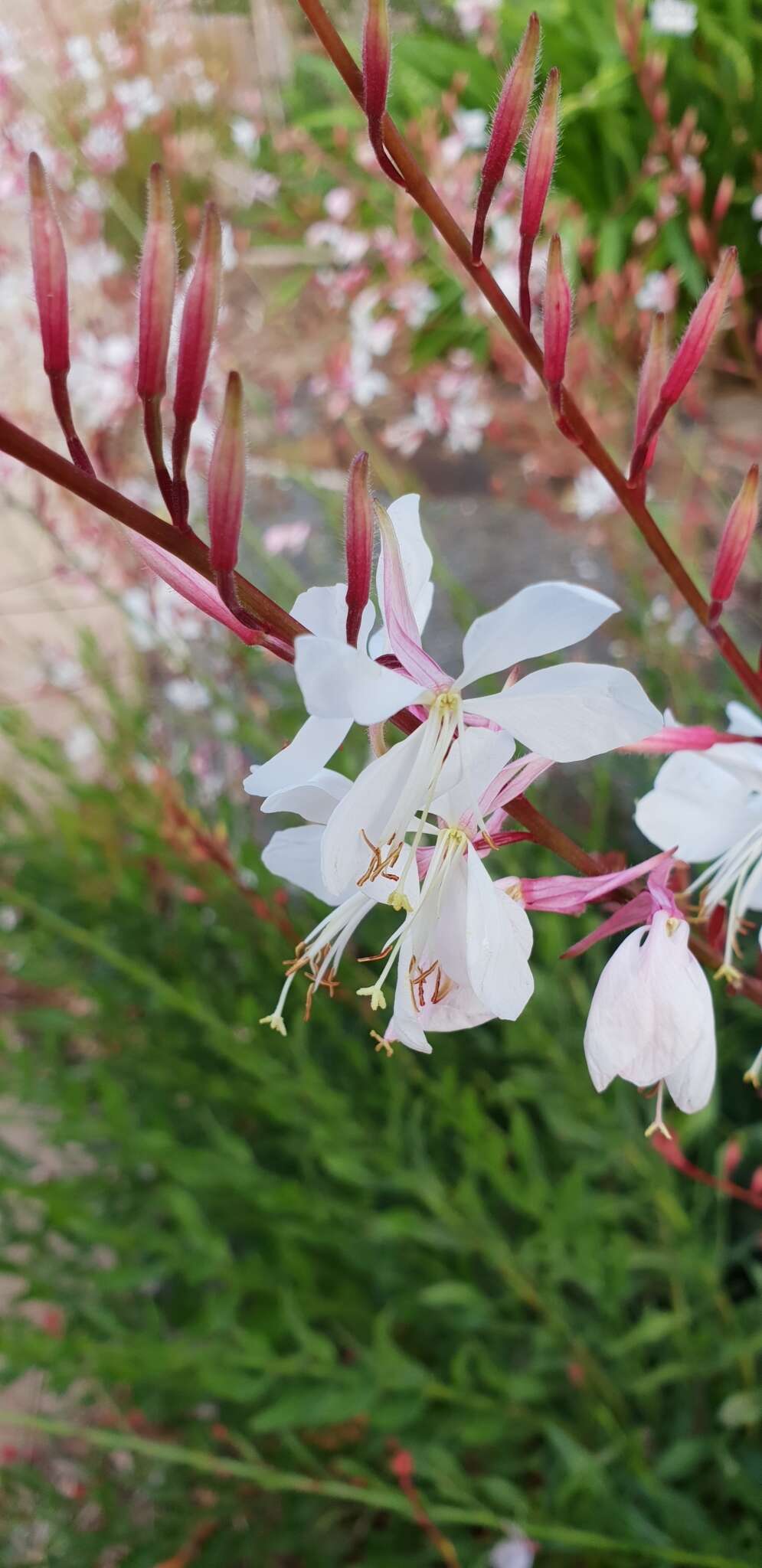 Imagem de Oenothera lindheimeri (Engelm. & A. Gray) W. L. Wagner & Hoch