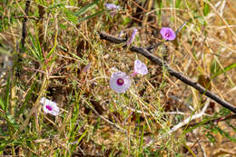 Sivun <i>Ipomoea <i>ternifolia</i></i> var. ternifolia kuva