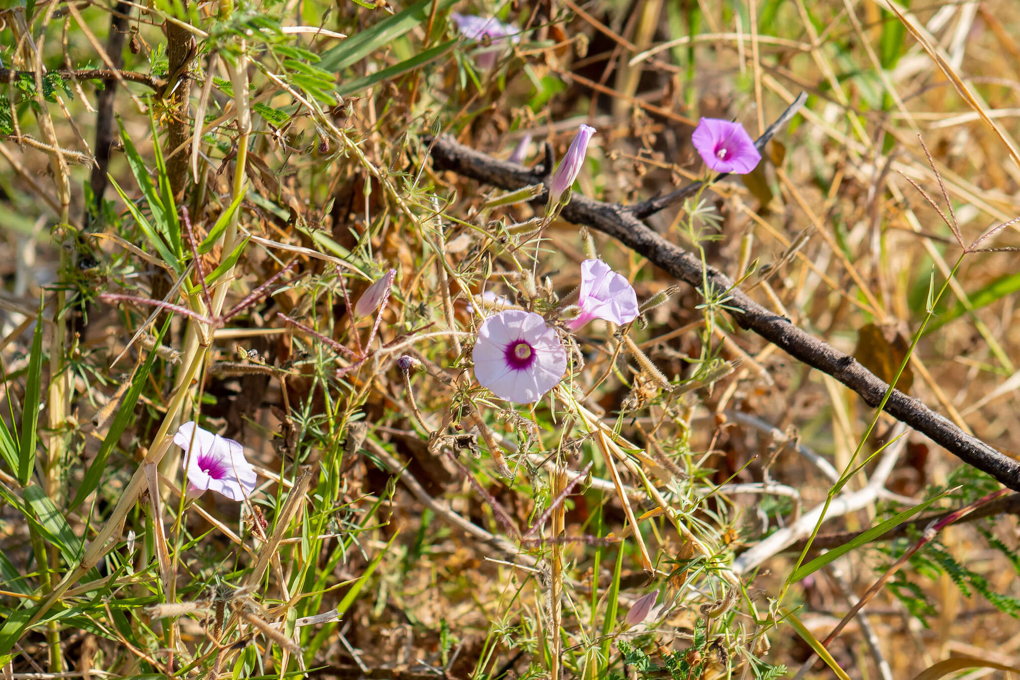 Sivun <i>Ipomoea <i>ternifolia</i></i> var. ternifolia kuva