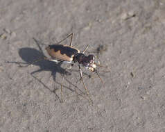 Image of White-cloaked Tiger Beetle